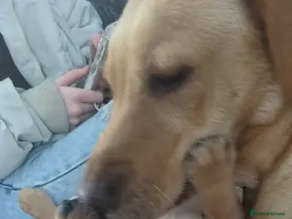 Labrador Retriever dogs Chunky Labrador puppies - Advert 8