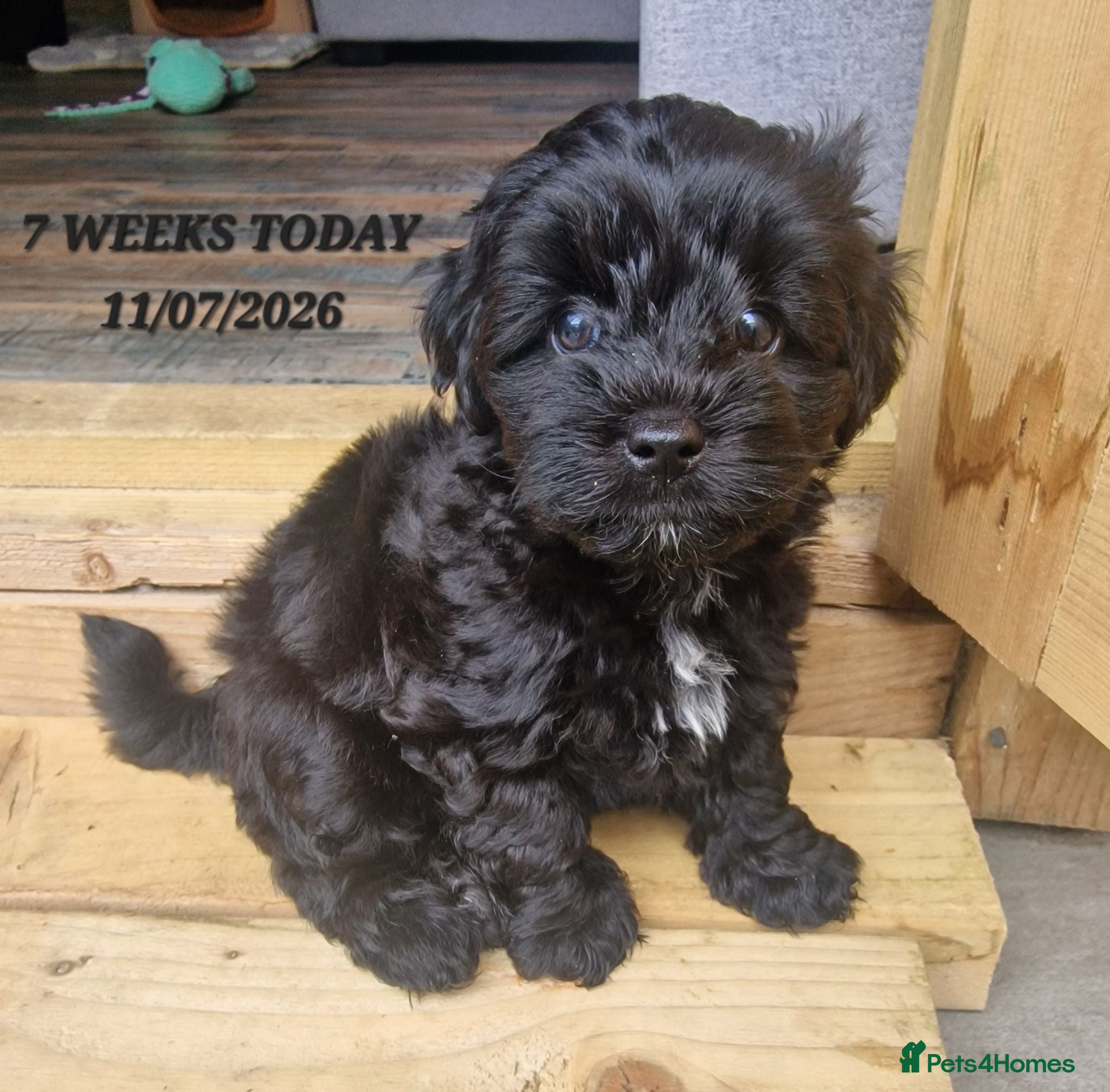 Maltipoo dogs Maltipoo F1b pups - Advert 15