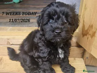 Maltipoo dogs Maltipoo F1b pups - Advert 15