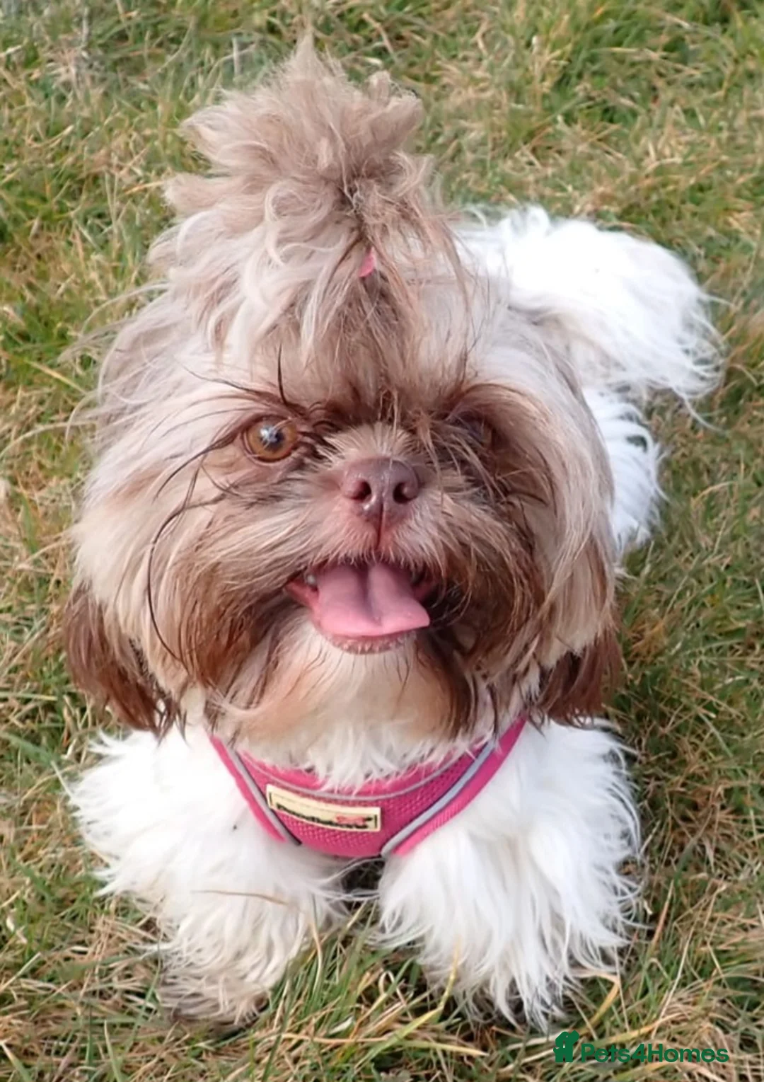 Shih Tzu dogs for sale: Imperial Shih Tzu female, 22 months KC registered. - Advert 9