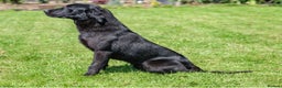 Labrador Retriever dogs for stud: PROVEN 5 GENERATION FTC KC BLACK LABRADOR in Thetford - Advert 4