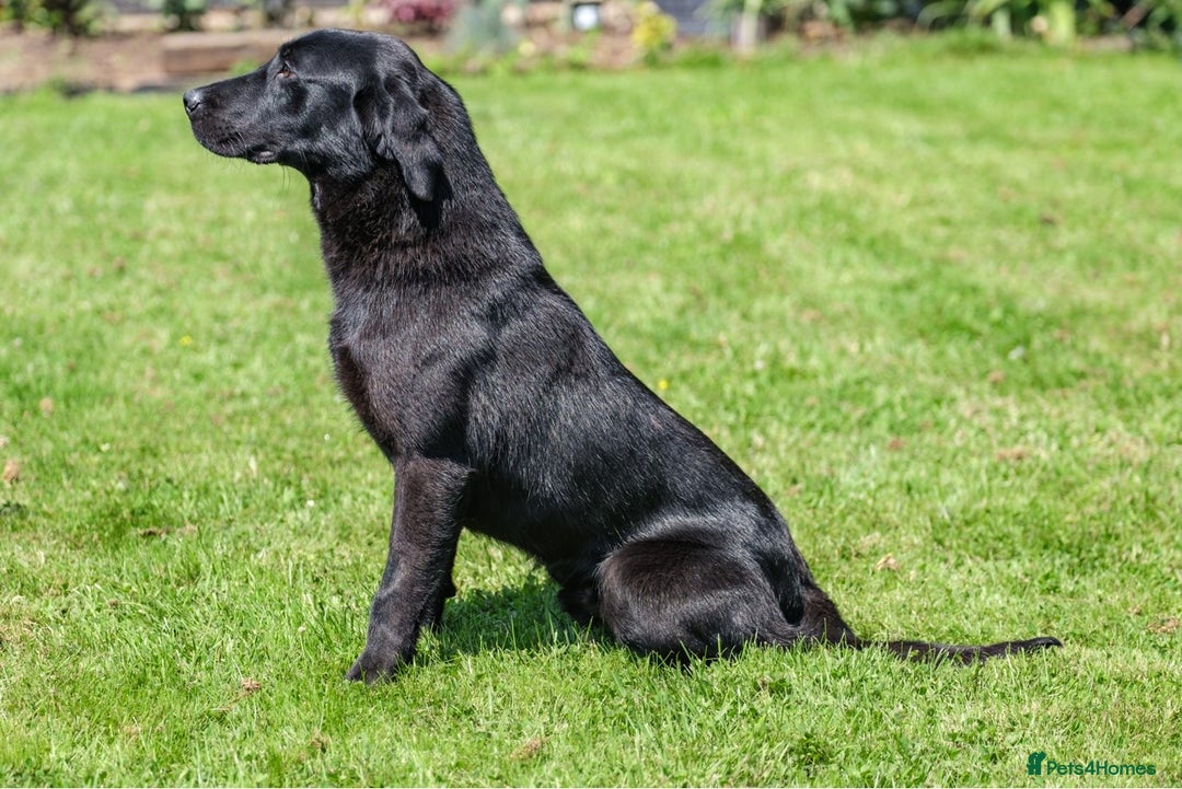Labrador Retriever dogs for stud: PROVEN 5 GENERATION FTC KC BLACK LABRADOR in Thetford - Image 4