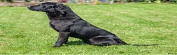 Labrador Retriever dogs for stud: PROVEN 5 GENERATION FTC KC BLACK LABRADOR in Thetford - Advert 4