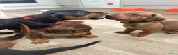 Dachshund dogs for sale: Standard Dachshunds Glasgow - Advert 11