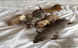 Dachshund dogs for sale: Dachshund puppies  - Image 8