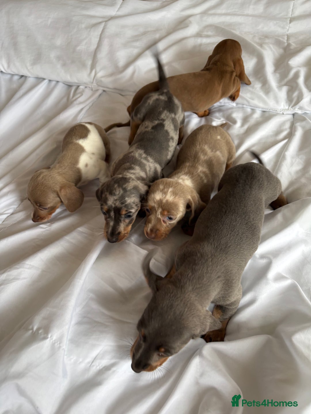 Dachshund dogs for sale: Dachshund puppies  - Image 8