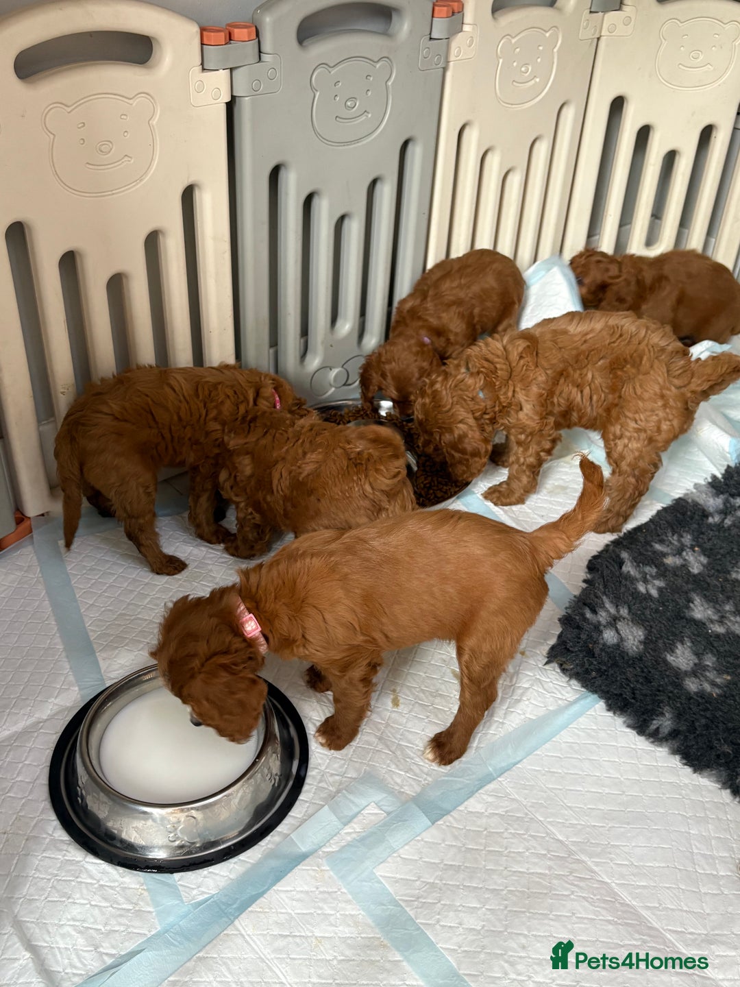 Cavapoo dogs for sale: READY NOW!! F1 Cavapoos  - Image 13