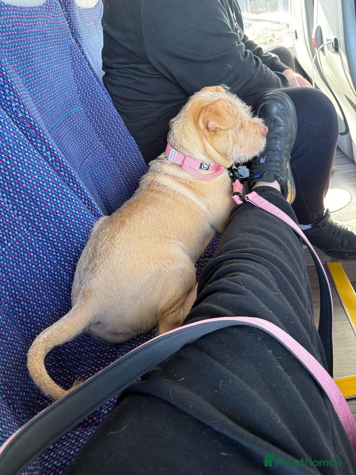 Mixed Breed dogs Beautiful baby girl  - Advert 3