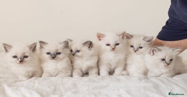 Ragdoll cats - Advert 10
