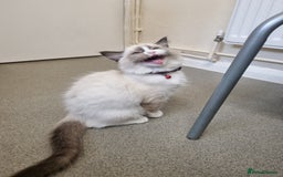 Ragdoll cats for sale: Bicolour Ragdoll Kitten  - Image 2