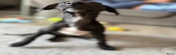 Mixed Breed dogs for sale: Collie whippet greyhound  - Advert 5