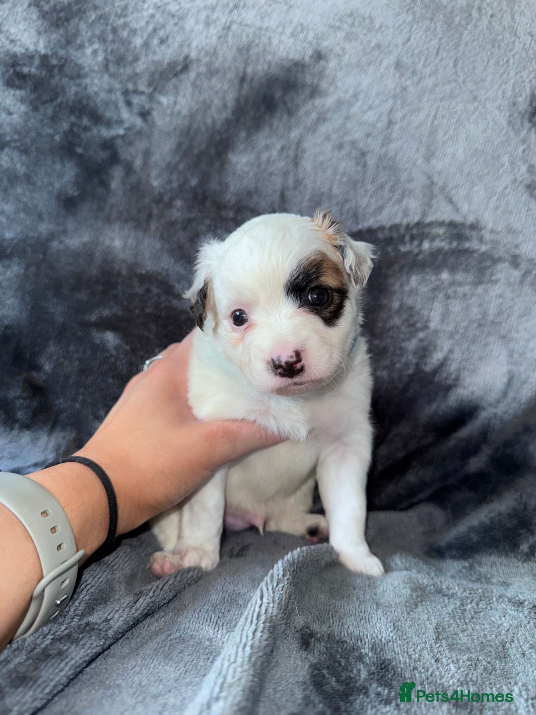 Mixed Breed dogs for sale: 2 MALEs LEFT. Ready to leave. Jack Russell cross - Image 6