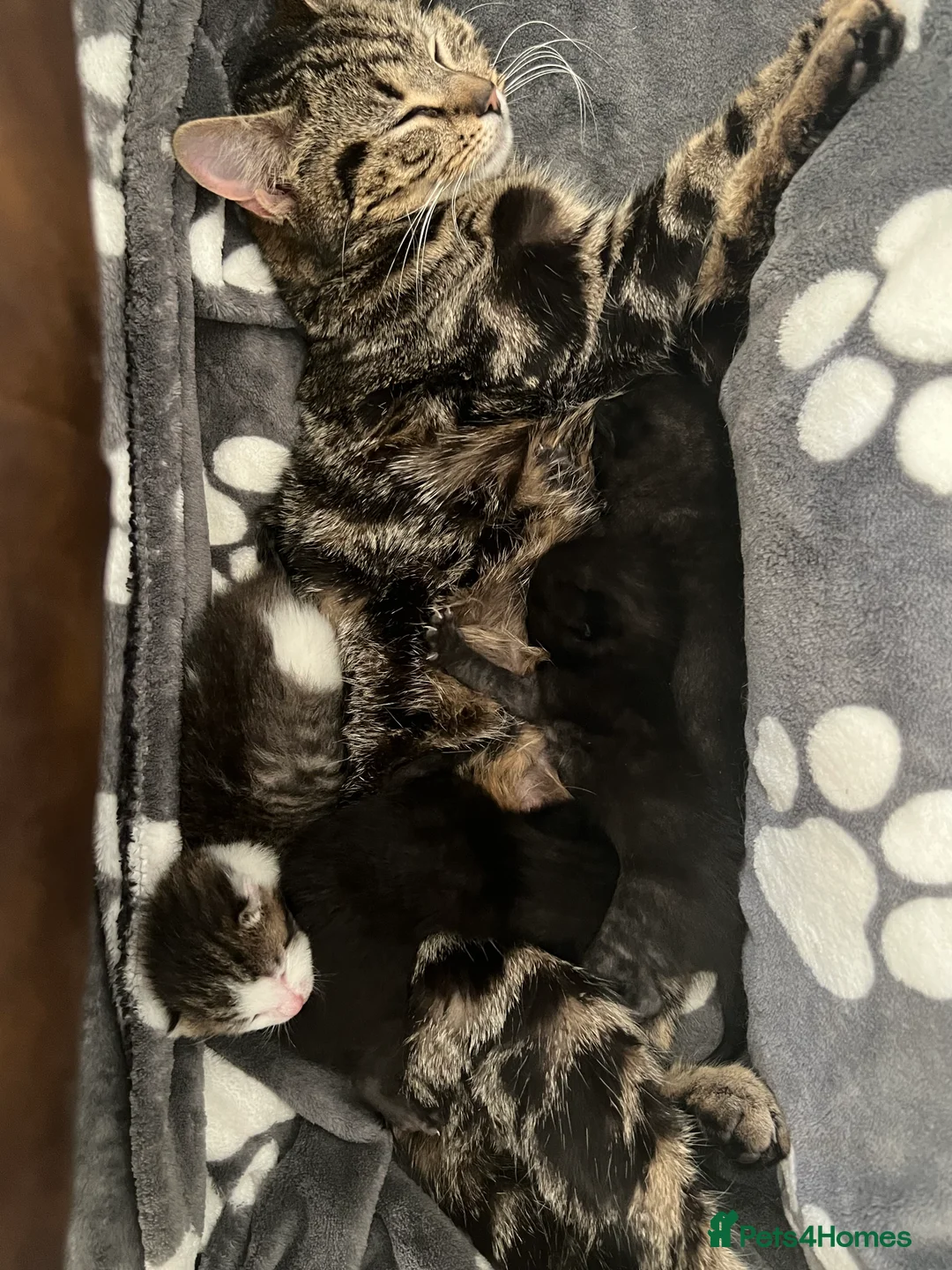 Manx cats for sale: 3 Adorable Kittens Looking for Loving Homes in Birmingham - Advert 2