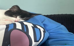 Mixed Breed cats for sale: Kitten for sale - Image 4