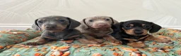 Miniature Dachshund dogs for sale: Kc reg miniature smooth haired dachshund  - Advert 10