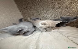 British Shorthair cats for sale: British Shorthair kitten  - Image 31