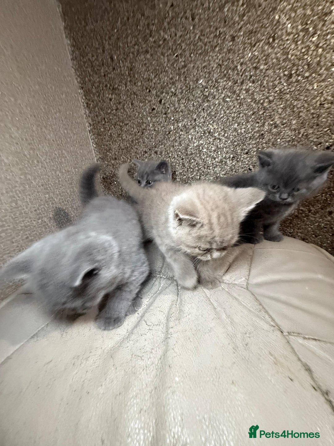 British Shorthair cats for sale: British Shorthair kitten  - Image 31