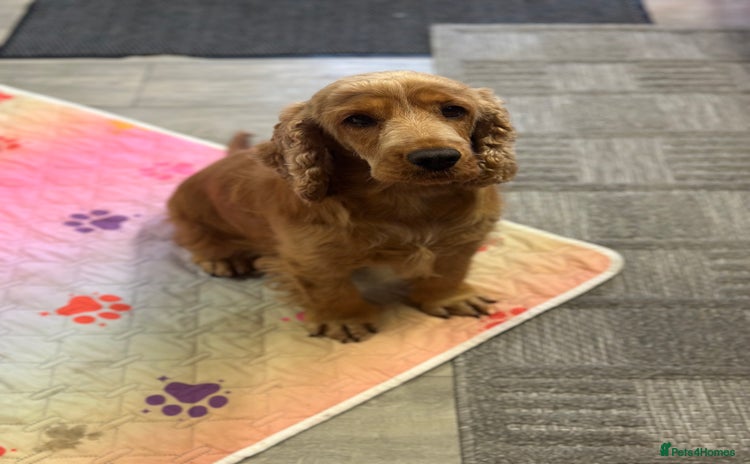 Cocker Spaniel dogs - Advert 2