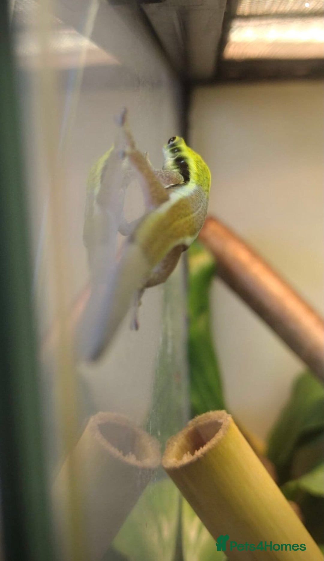 Gecko reptiles for sale: Male Yellow Headed Neon Day Gecko  - Image 3