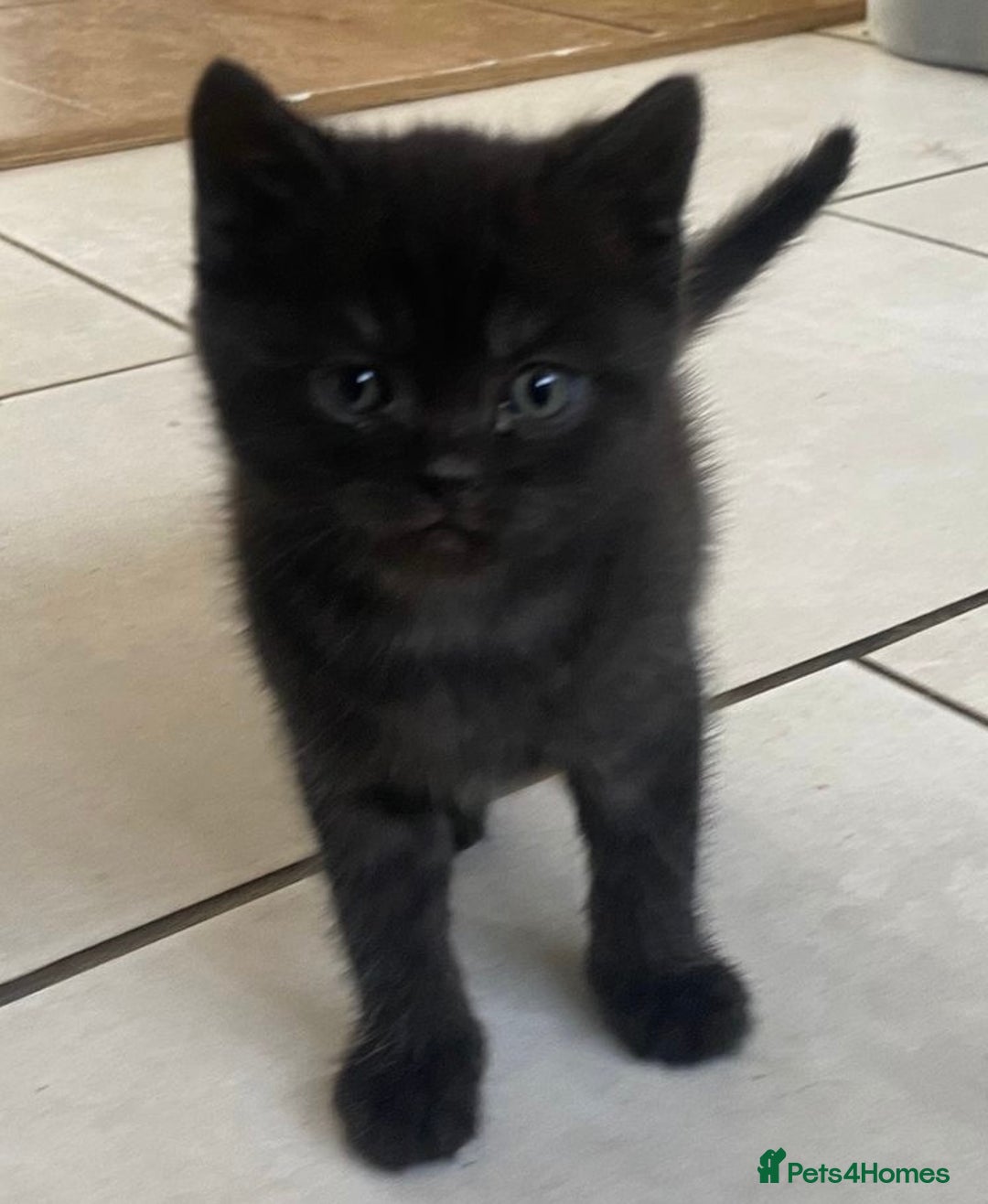 Mixed Breed cats for sale: Litter of mixed breed with British blue father  - Image 9