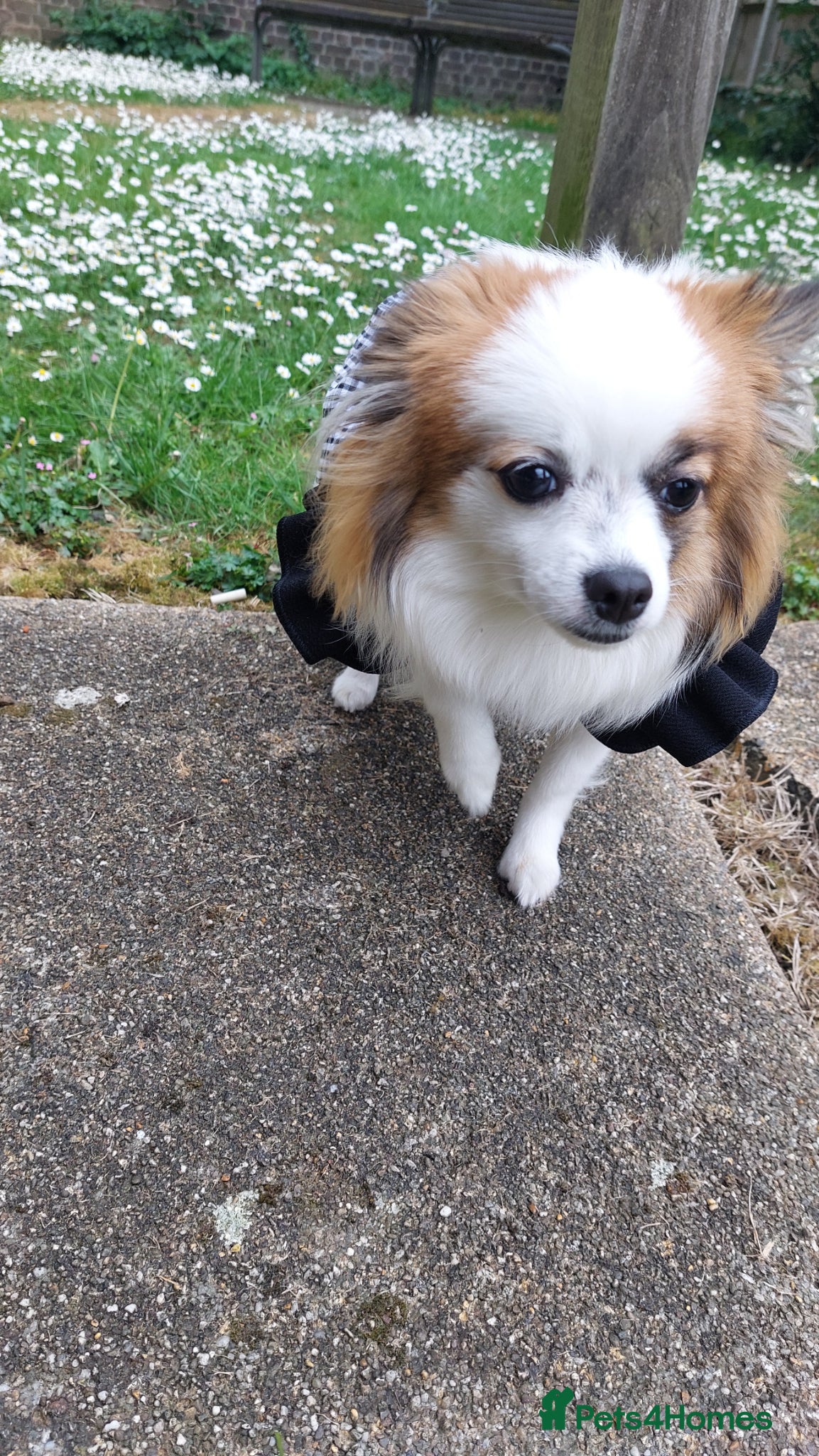 Mixed Breed dogs for sale: Dog for sale  in Gillingham - Advert 13