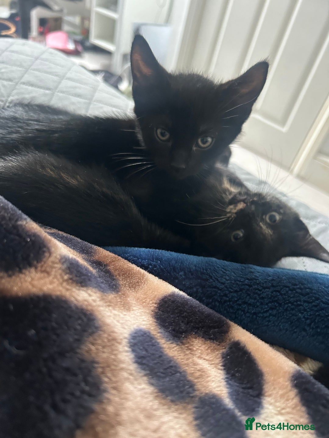 Mixed Breed cats for sale: Rare Bengal-Mix & Ginger Line Kittens  - Advert 6