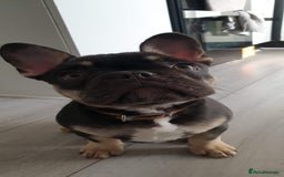 French Bulldog dogs for sale: My 5 year old Rocky - Image 3