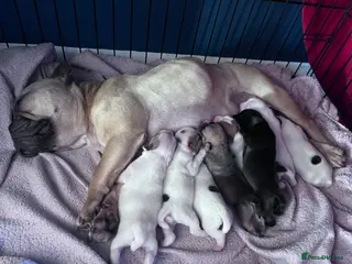 Mixed Breed dogs Frenchie cross pups - Advert 1