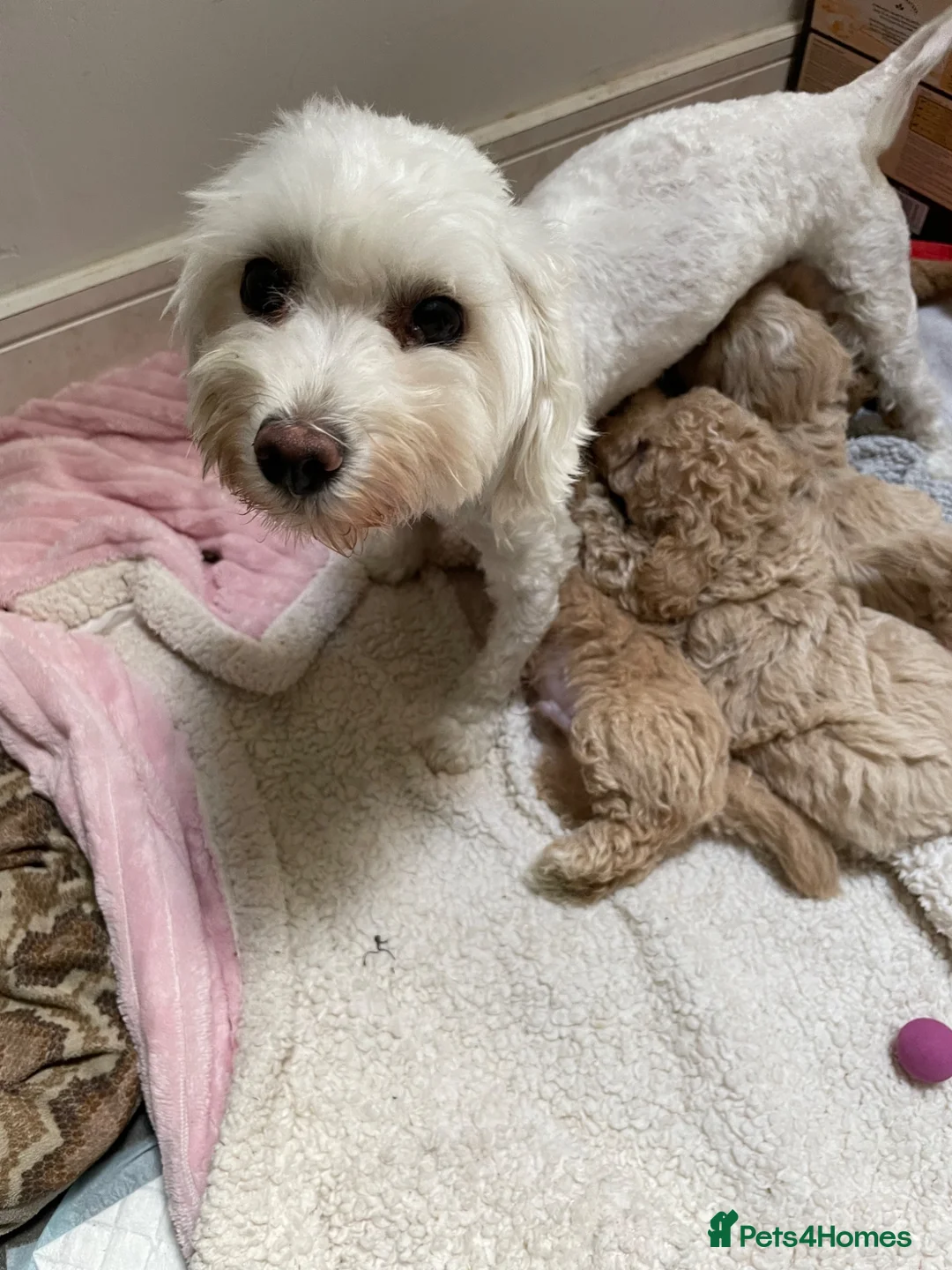 Mixed Breed dogs for sale: Maltipoo puppies - Advert 12
