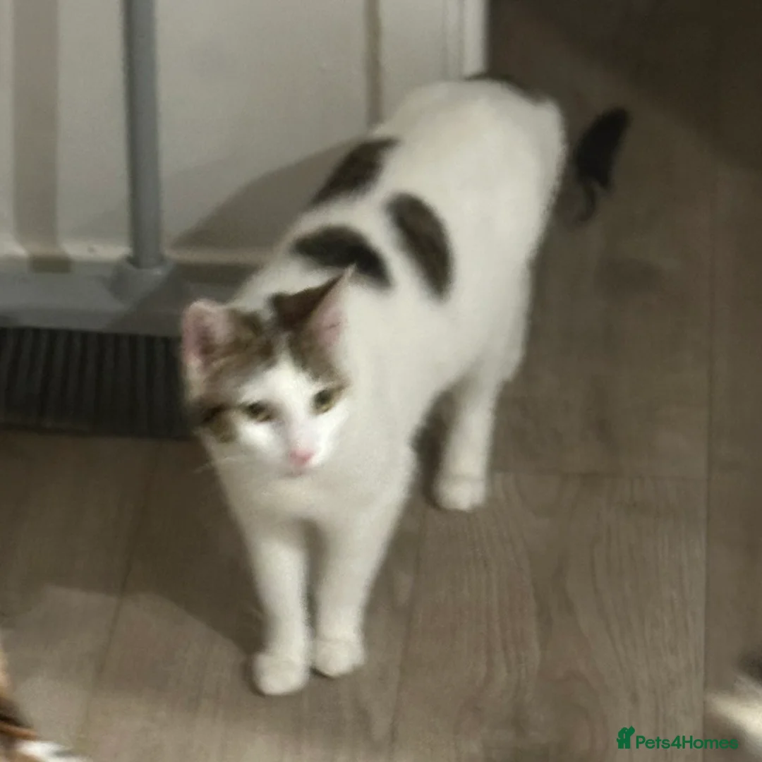 Mixed Breed cats for sale:     ✨ Adorable Kittens – 2 Boys & 1 Girl ✨ in Manchester - Advert 2