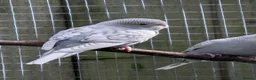 Budgerigars birds for sale: 3 baby Budgies  - Advert 2