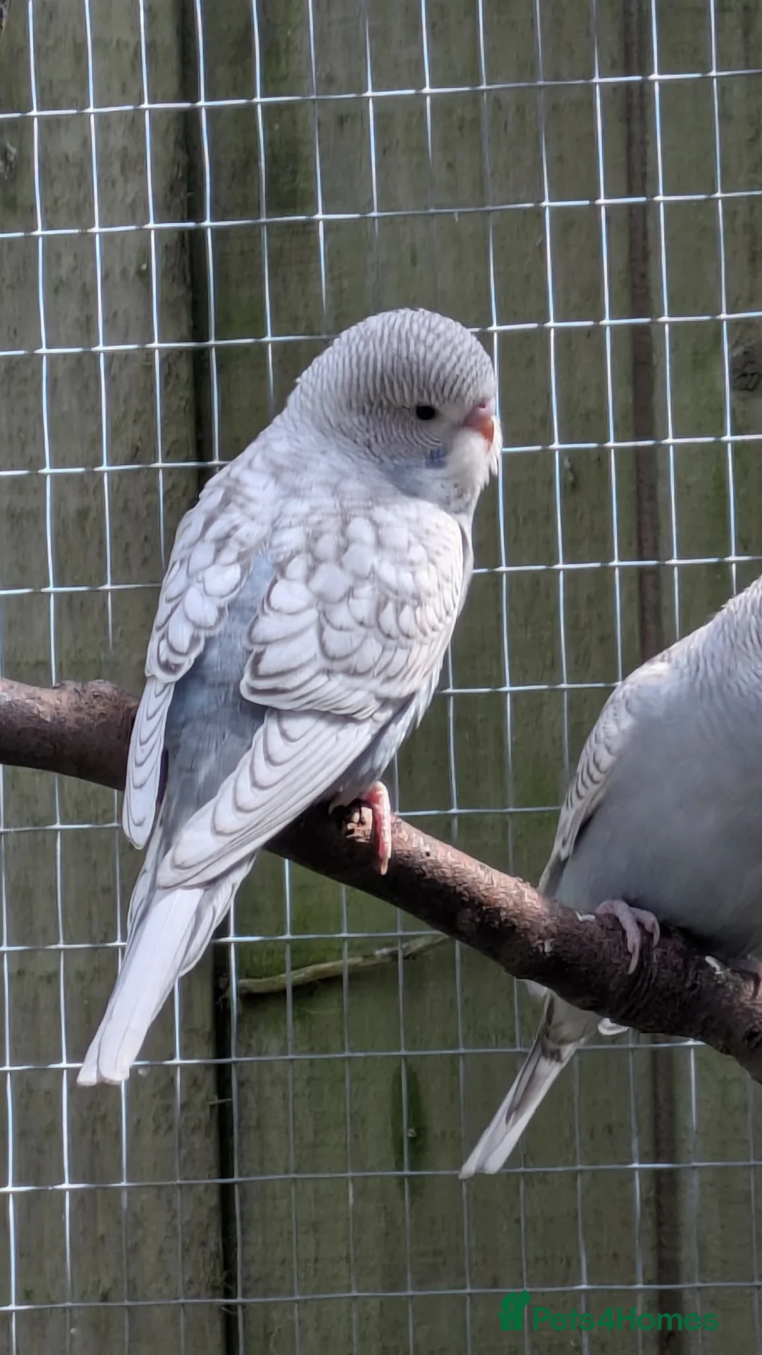 Budgerigars birds for sale: 3 baby Budgies  - Advert 2