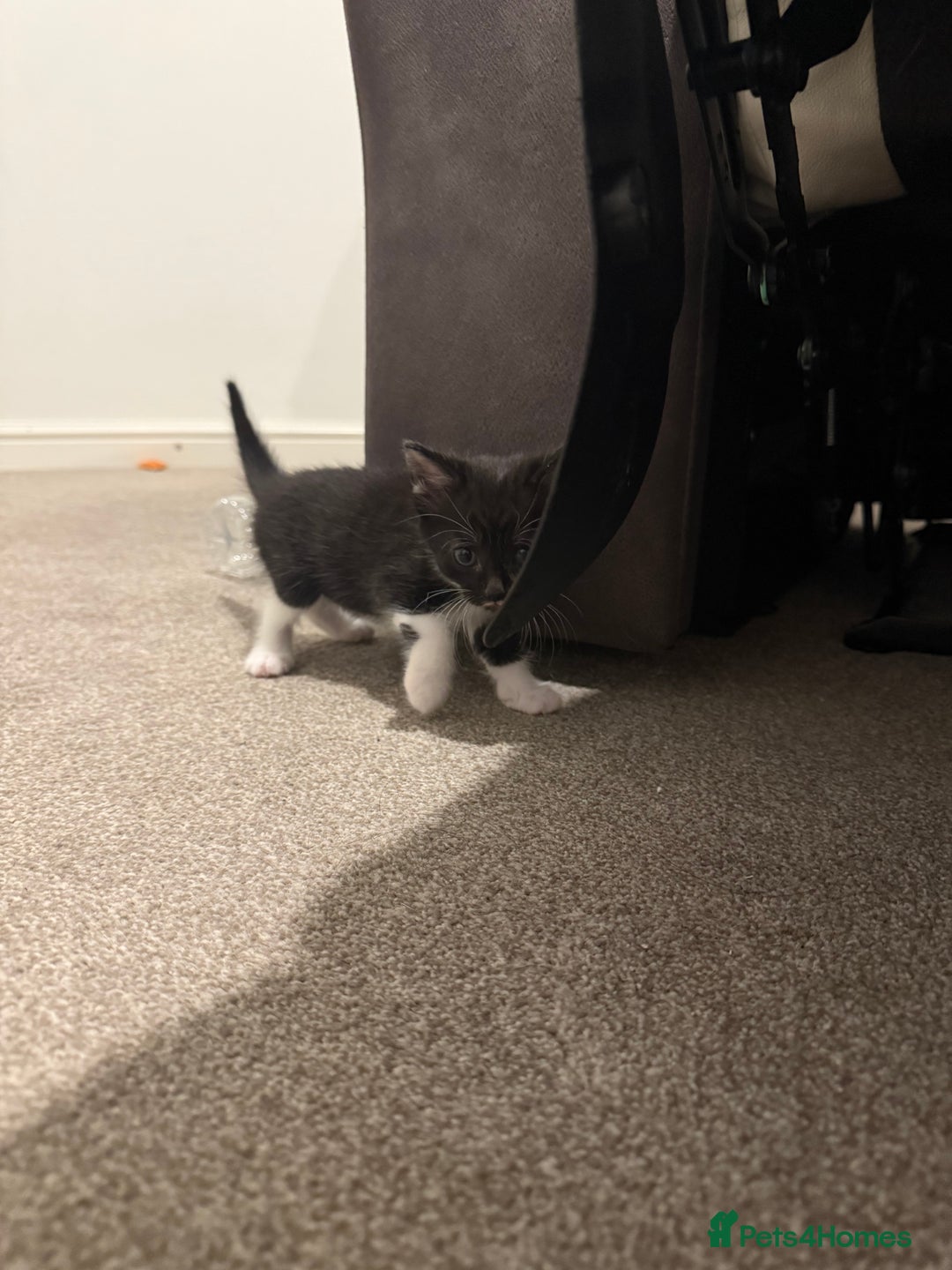 Mixed Breed cats for sale: 🤩🤩 8 beautiful babies 🤩🤩 - Image 18