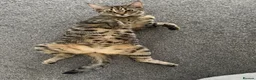 Domestic Shorthair cats for sale: Gorgeous Tabby siblings  - Advert 14