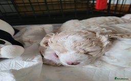 Cockapoo dogs for sale: Cockerpoo  - Image 2