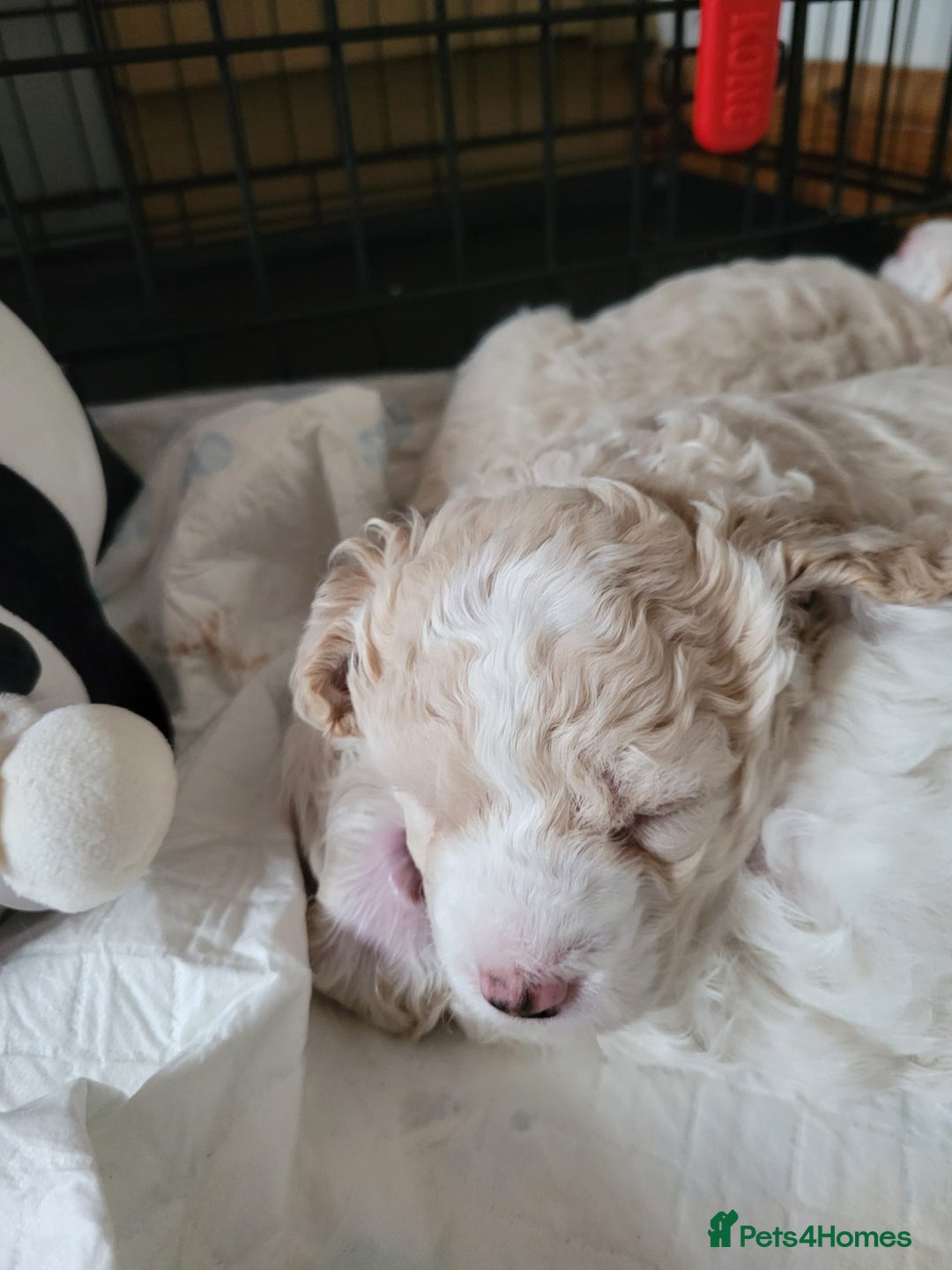Cockapoo dogs for sale: Cockerpoo  - Image 2