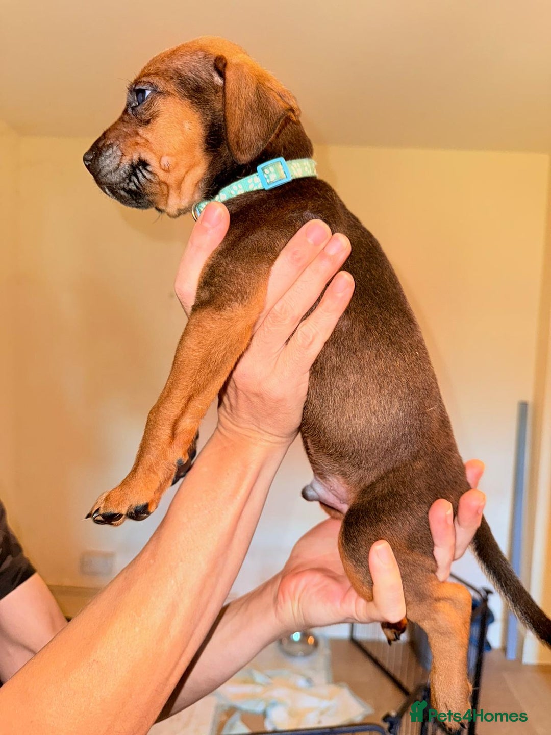 Mixed Breed dogs for sale: Mastiff x rottweiler  - Image 21
