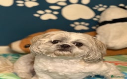 Shih Tzu dogs for sale: Black Shih tzu puppie - Image 10