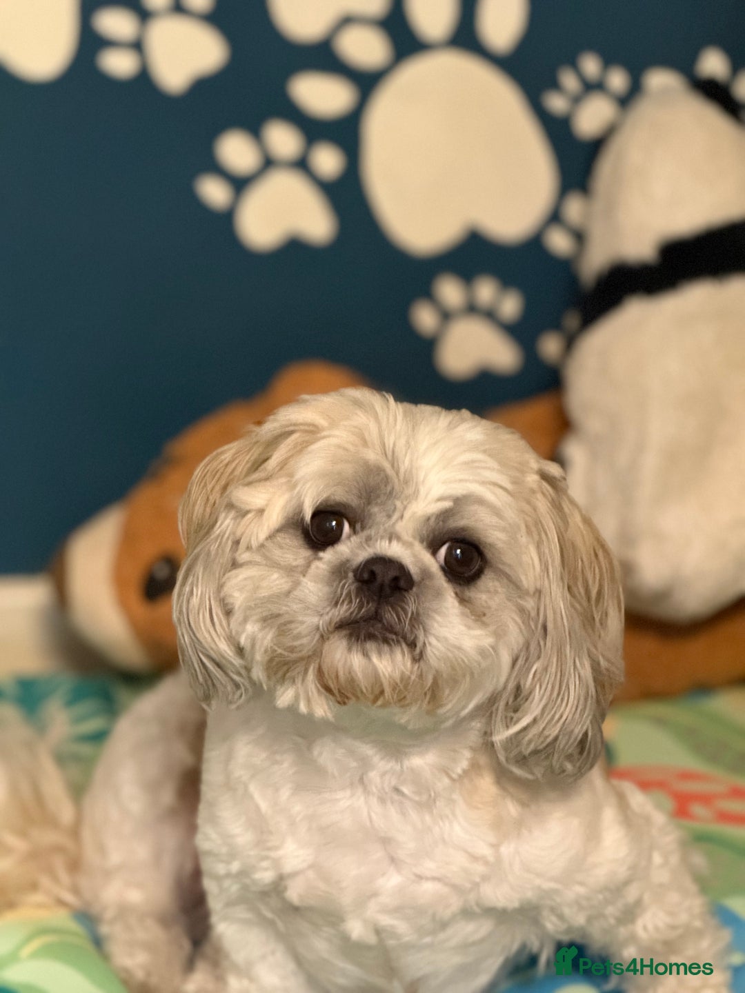 Shih Tzu dogs for sale: Black Shih tzu puppie - Image 10
