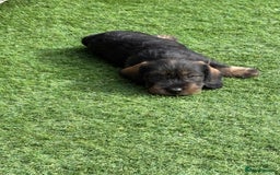 Dachshund dogs for sale: Wirey dachshund/ teckels - Image 8