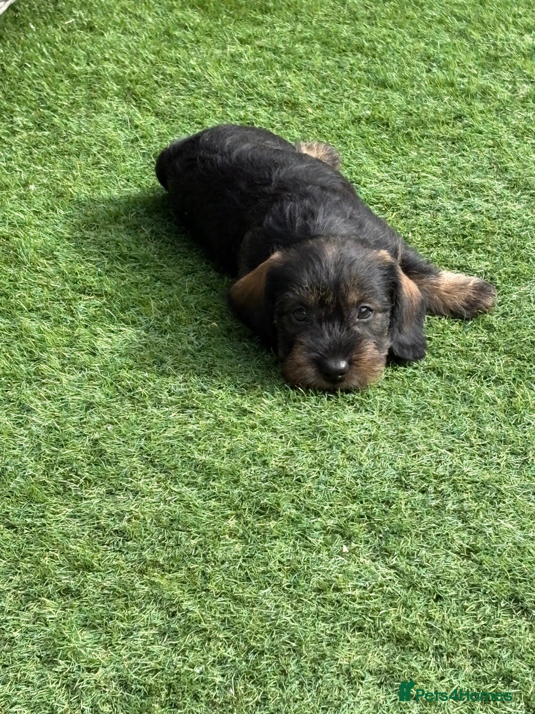 Dachshund dogs for sale: Wirey dachshund/ teckels - Image 8