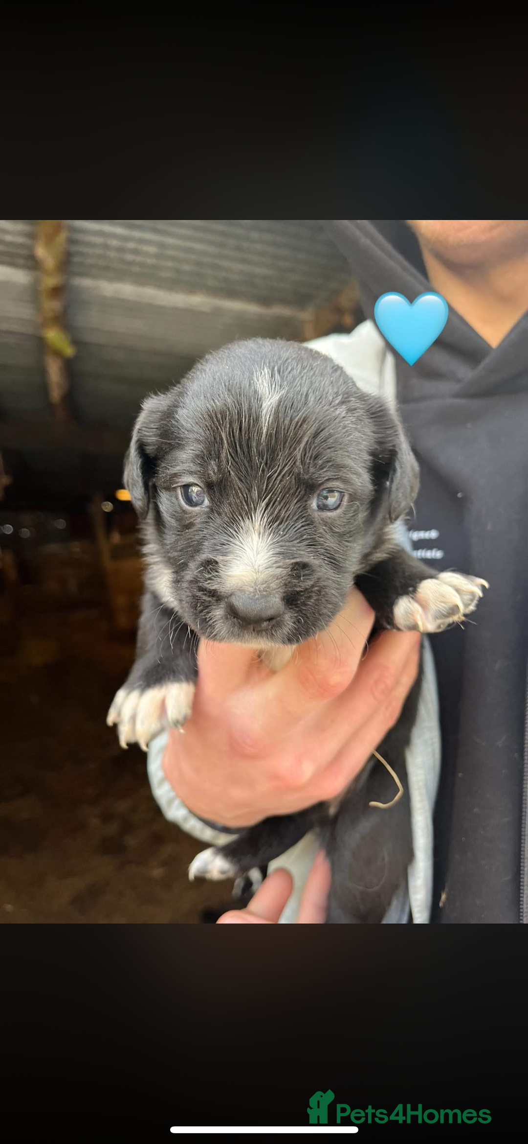 Sprollie dogs for sale: Sprollie puppies  - Advert 4