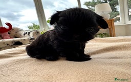 Shih Tzu dogs for sale: Beautiful Female Shih Tzu Puppy - ready 10/10 🖤 - Image 6