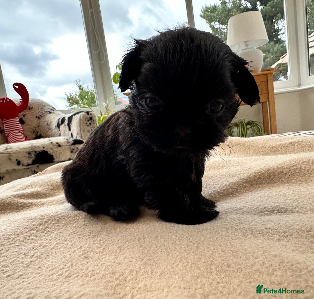 Shih Tzu dogs for sale: Beautiful Female Shih Tzu Puppy - ready 10/10 🖤 - Image 6
