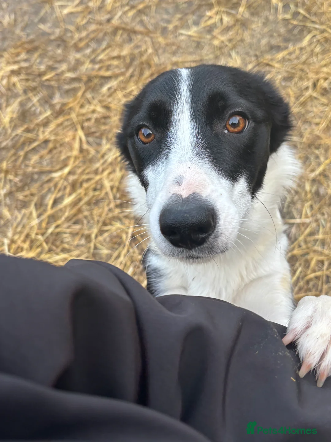 Border Collie dogs for sale: 2 collie boys remaining  - Advert 2