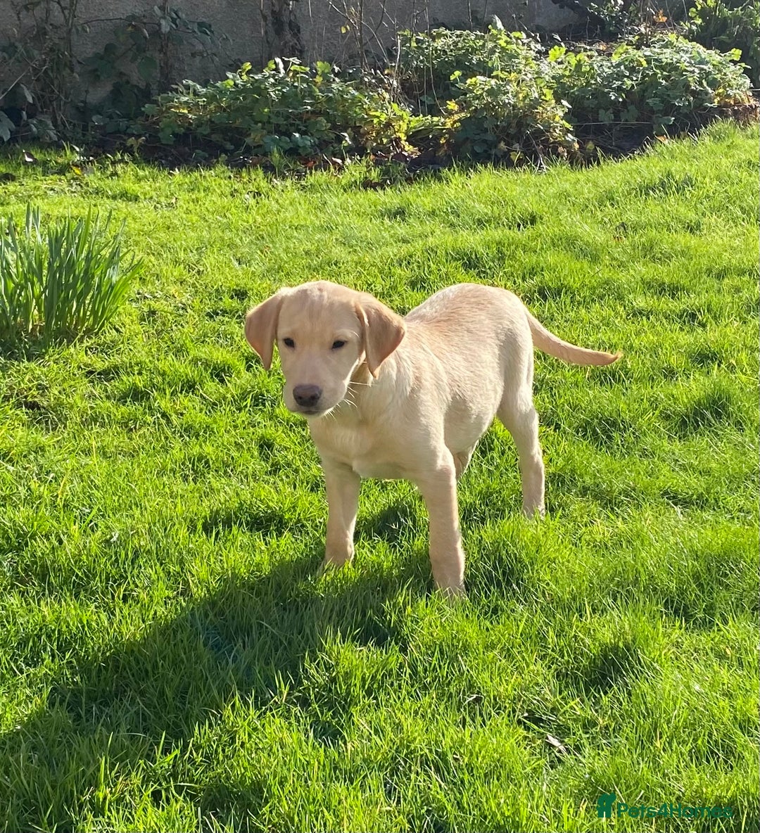 Labrador Retriever dogs for sale: Beautiful KC Reg Labrador puppies - Advert 7
