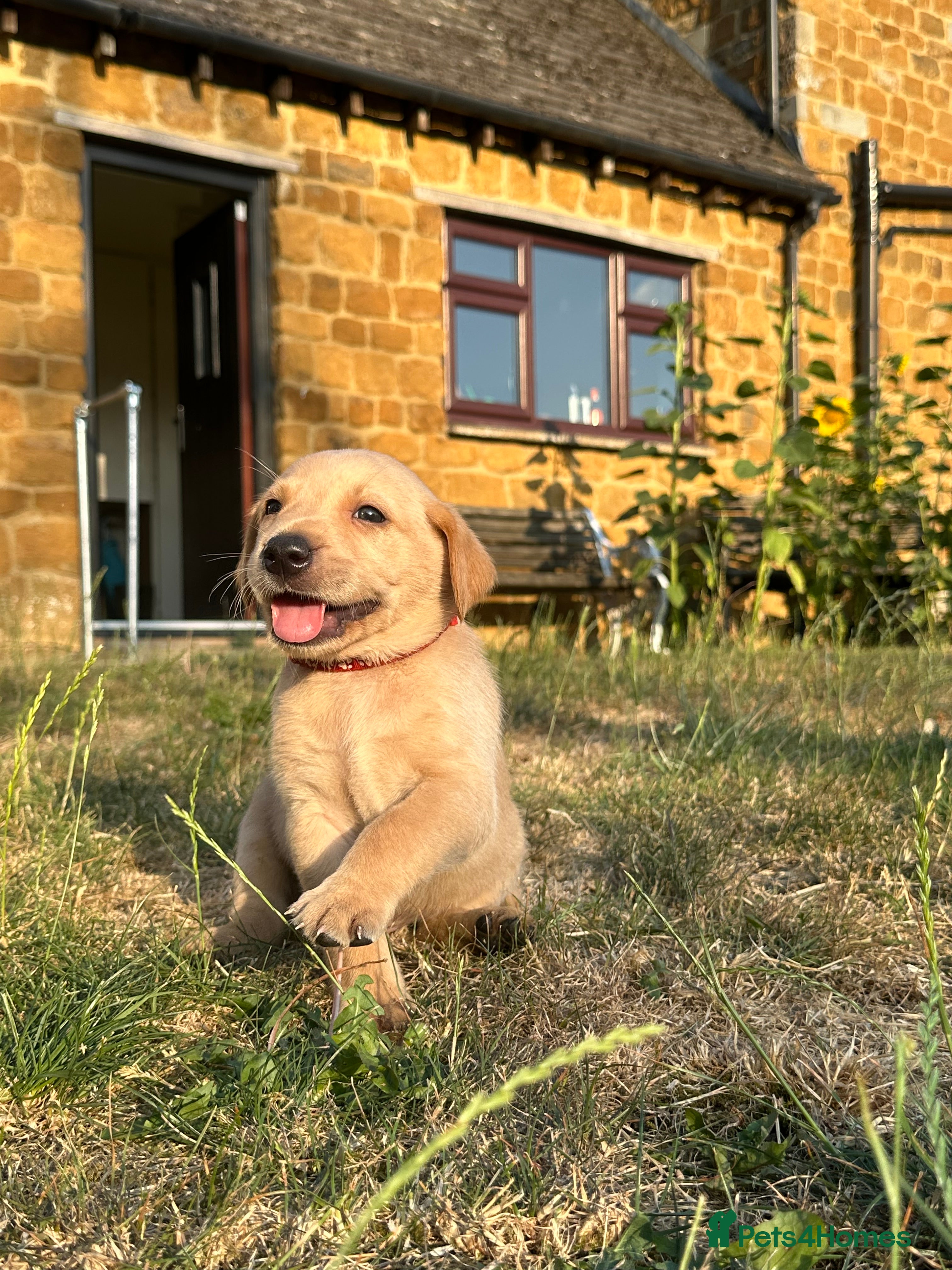 Labrador Retriever dogs KC registered, Yellow Labrador Retriever Puppies - Advert 2