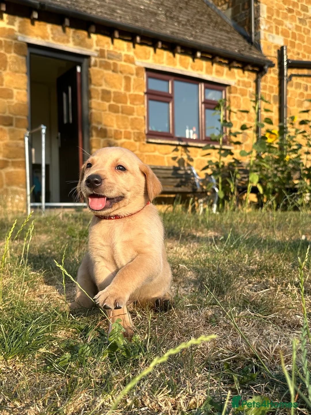 Labrador Retriever dogs for sale: KC registered, Yellow Labrador Retriever Puppies - Advert 2