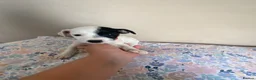 Parson Russell dogs for sale: Last 3 remaining parson Russell girls  - Advert 10