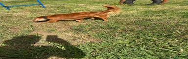 Cavalier King Charles Spaniel 1